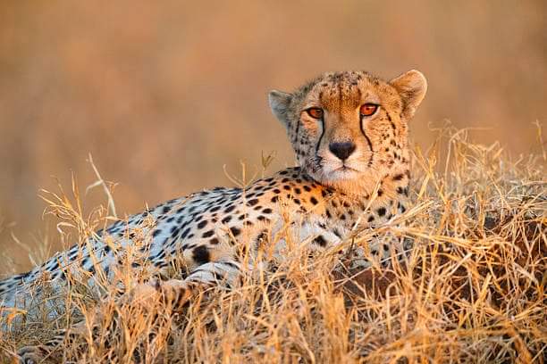 Tarangire National Park