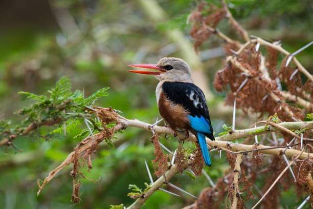 Arusha National Park